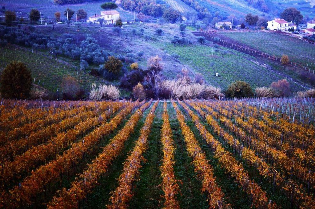Agriturismo Cantina Morone Guardia Sanframondi Kültér fotó